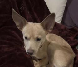 Lost Male Dog last seen Near E White Ave , Fresno, CA 93721