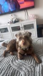 Found/Stray Male Dog last seen Near street, Chula Vista, CA 91915