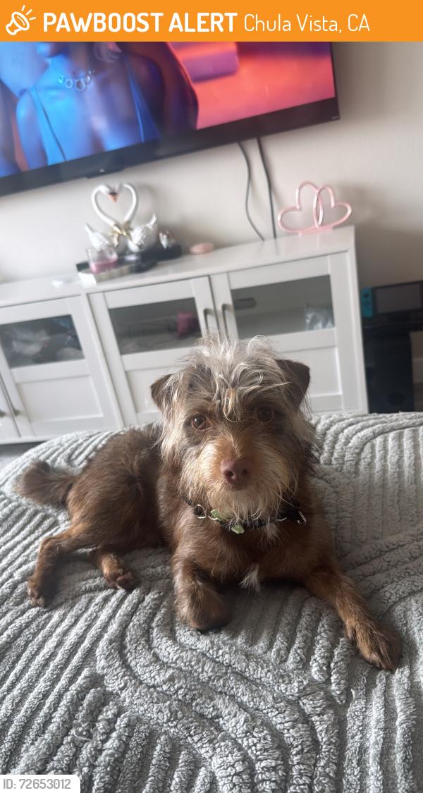 Found/Stray Male Dog last seen Near street, Chula Vista, CA 91915