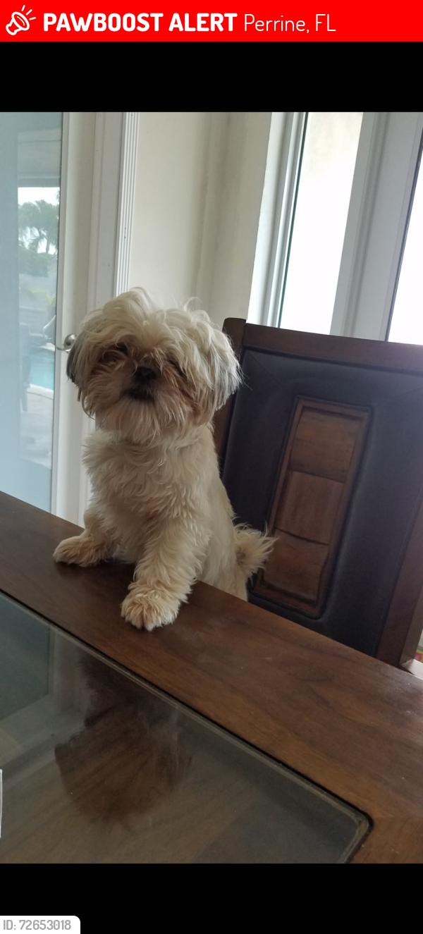 Lost Female Dog last seen Cutler Bay, Perrine, FL 33157