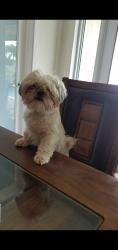 Lost Female Dog last seen Cutler Bay, Perrine, FL 33157
