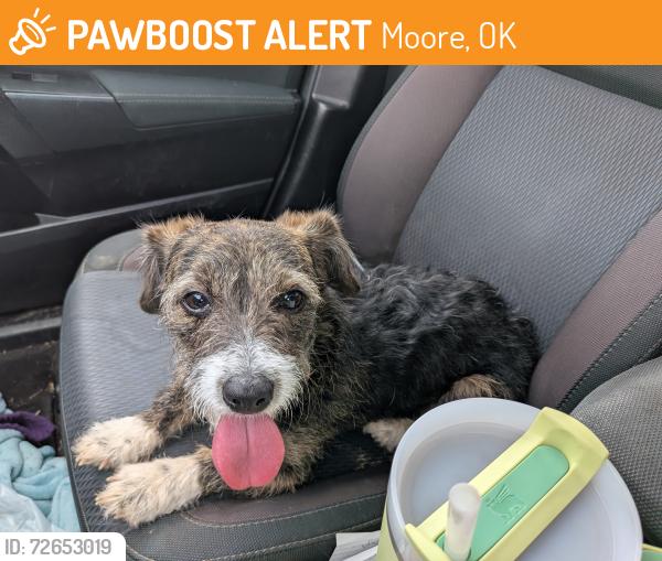 Found/Stray Female Dog last seen Kelley Elementary , Moore, OK 73160