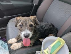 Found/Stray Female Dog last seen Kelley Elementary , Moore, OK 73160