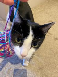 Lost Male Cat last seen Oatley Avenue 46, Oatley, NSW 2223