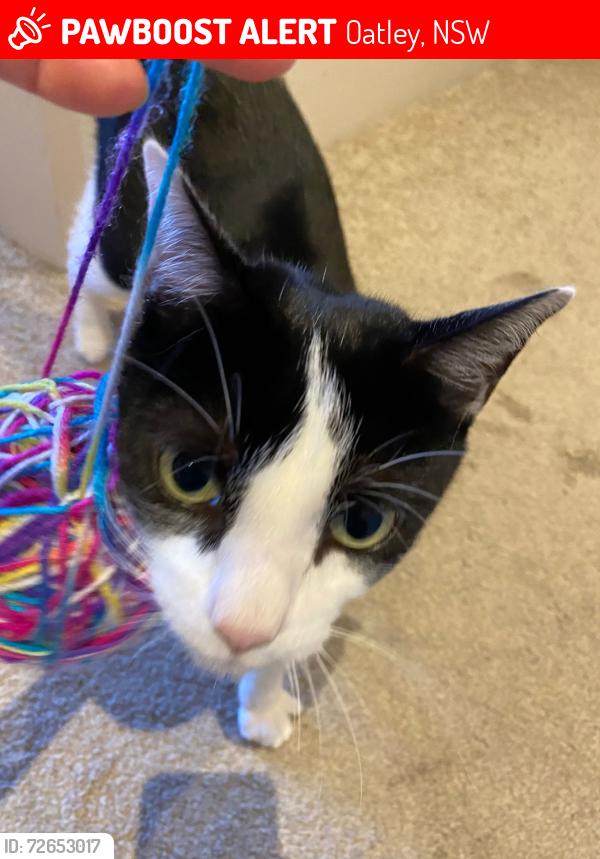 Lost Male Cat last seen Oatley Avenue 46, Oatley, NSW 2223