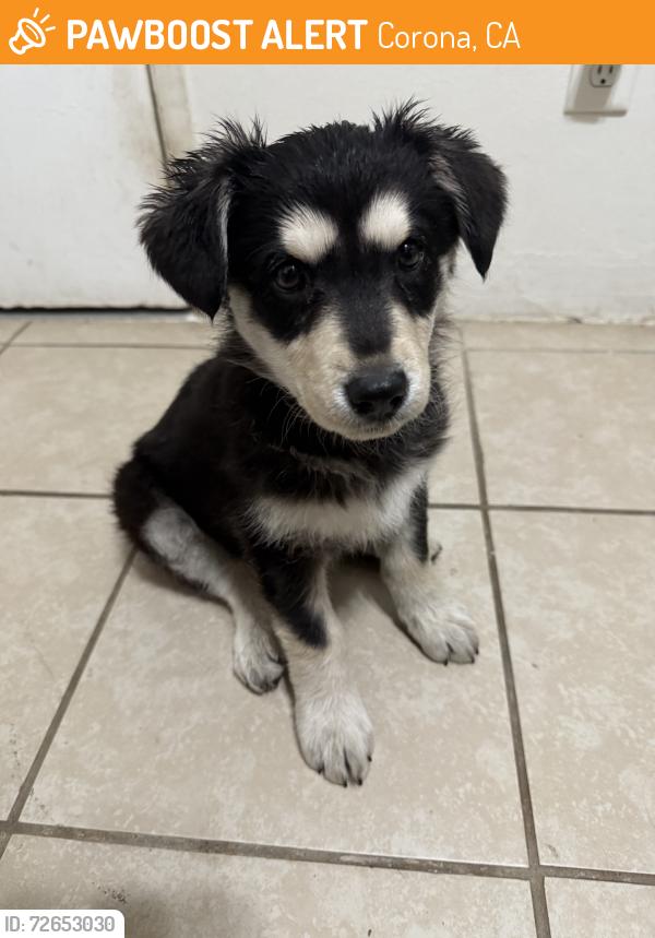 Found/Stray Female Dog last seen At the intersection of Harlow Ave. and Candlewood st. In home gardens Corona, Corona, CA 92879