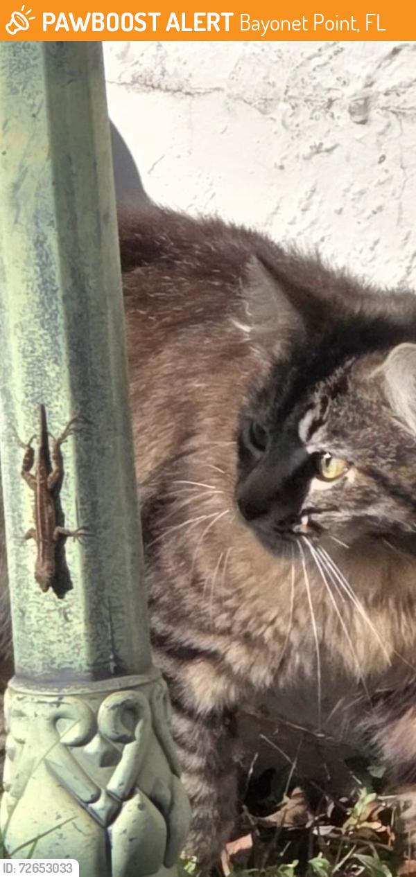 Found/Stray Unknown Cat last seen Bellows Falls and Cobblestone dr, Bayonet Point, FL 34667