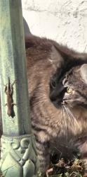 Found/Stray Unknown Cat last seen Bellows Falls and Cobblestone dr, Bayonet Point, FL 34667
