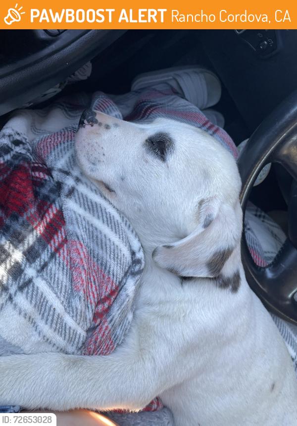 Found/Stray Male Dog last seen Delcetto way, Rancho Cordova, CA 95670