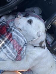 Found/Stray Male Dog last seen Delcetto way, Rancho Cordova, CA 95670