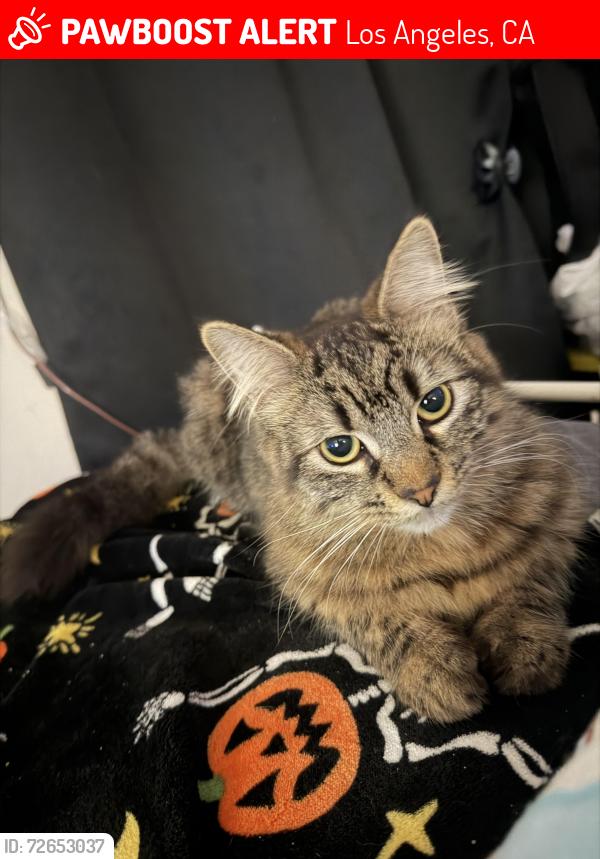 Lost Female Cat last seen Near s lake st la ca 90057, Los Angeles, CA 90057