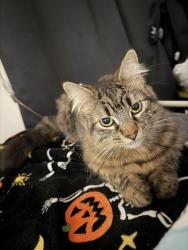 Lost Female Cat last seen Near s lake st la ca 90057, Los Angeles, CA 90057