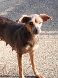 Lost Female Dog last seen Near Lee Road 747 Salem AL, Salem, AL 36874