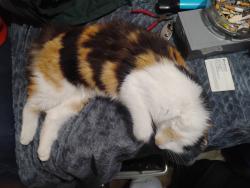 Lost Female Cat last seen cal young road, Eugene, OR 97401