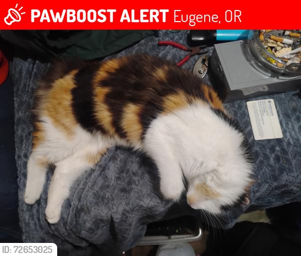 Lost Female Cat last seen cal young road, Eugene, OR 97401