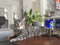 Found/Stray Female Cat last seen Saint Andre blvd sw , Palm Bay, FL 32905