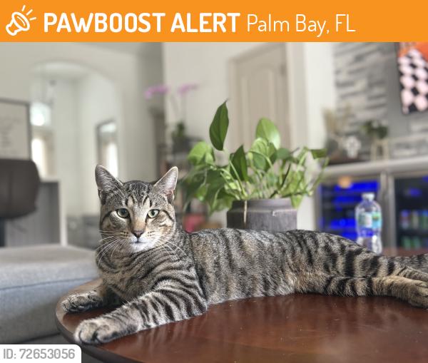 Found/Stray Female Cat last seen Saint Andre blvd sw , Palm Bay, FL 32905