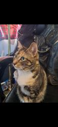 Lost Female Cat last seen Hollywood dr Jackson,  TN 38301, Jackson, TN 38301