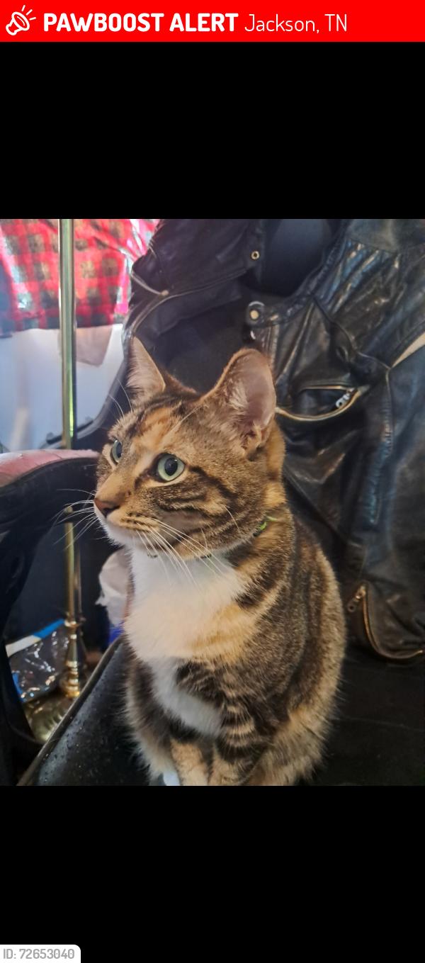 Lost Female Cat last seen Hollywood dr Jackson,  TN 38301, Jackson, TN 38301