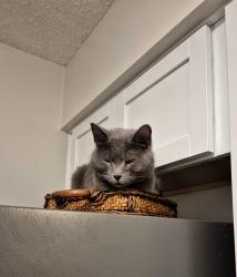Lost Female Cat last seen 17th & Chelsea Dr, Topeka, KS 66604