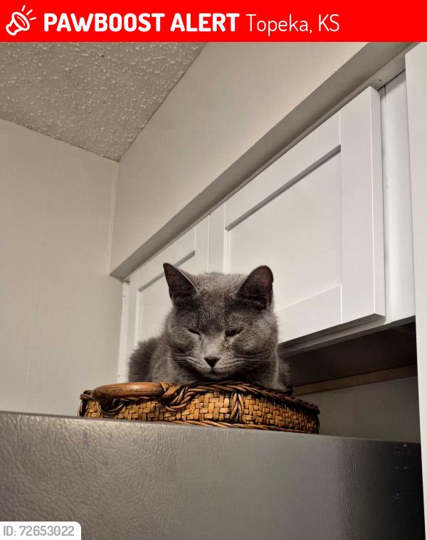 Lost Female Cat last seen 17th & Chelsea Dr, Topeka, KS 66604