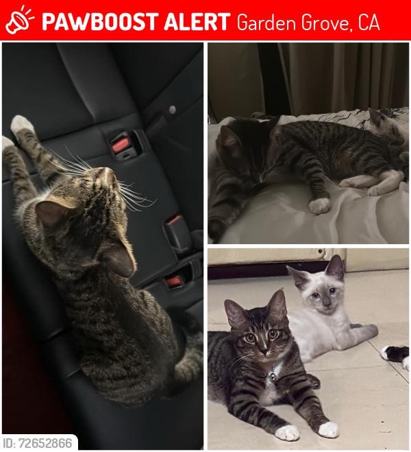 Lost Male Cat last seen Amy Ave, Garden Grove, CA 92841