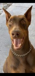 Lost Male Dog last seen Bruton rd and Dormany rd plant city, Plant City, FL 33565
