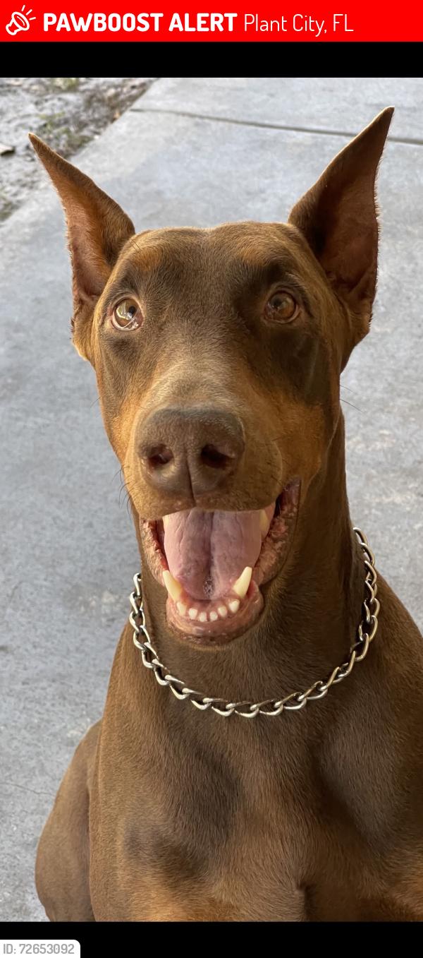 Lost Male Dog last seen Bruton rd and Dormany rd plant city, Plant City, FL 33565