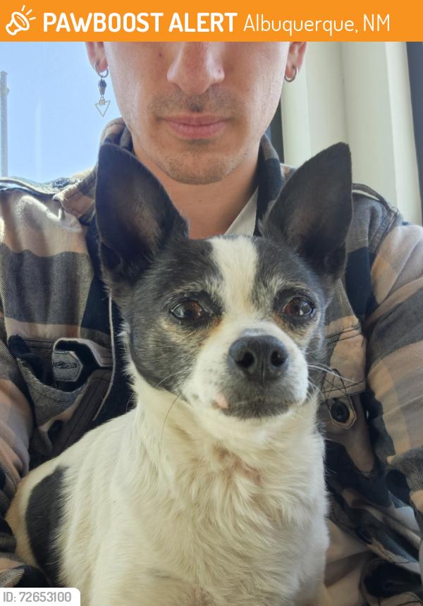Found/Stray Male Dog last seen UNM hosp , Albuquerque, NM 87106