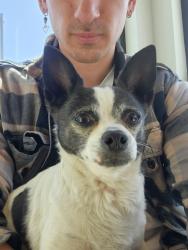 Found/Stray Male Dog last seen UNM hosp , Albuquerque, NM 87106