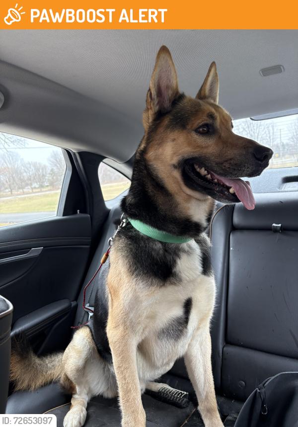 Found/Stray Male Dog last seen Genesee Michigan , Genesee Township, MI 48505