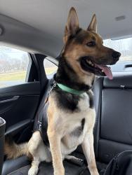 Found/Stray Male Dog last seen Genesee Michigan , Genesee Township, MI 48505