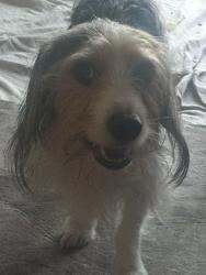 Found/Stray Male Dog last seen alexandria drive & rivoli drive, Macon, GA 31210