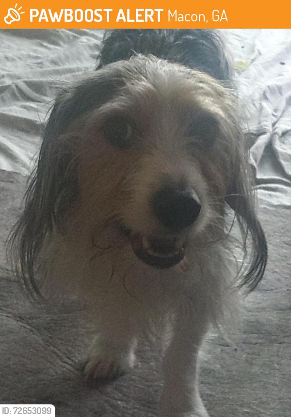 Found/Stray Male Dog last seen alexandria drive & rivoli drive, Macon, GA 31210