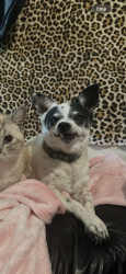 Lost Male Dog last seen 20th ave , San Mateo, CA 94403