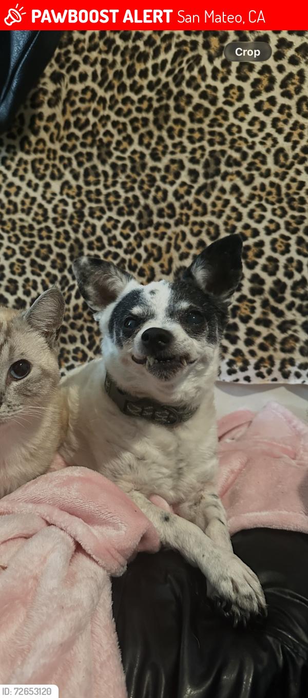 Lost Male Dog last seen 20th ave , San Mateo, CA 94403