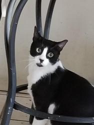 Lost Male Cat last seen Near ave sw 25 St Miami 33185, Miami, FL 33184