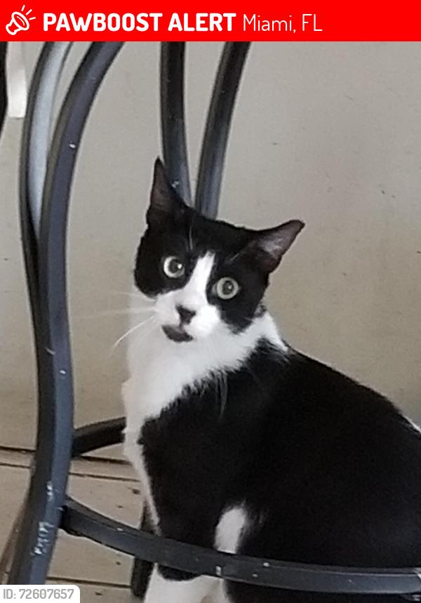 Lost Male Cat last seen Near ave sw 25 St Miami 33185, Miami, FL 33184