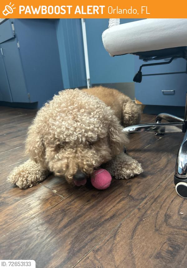 Found/Stray Male Dog last seen Lee rd, Orlando, FL 32804