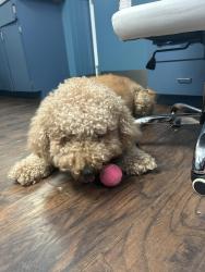 Found/Stray Male Dog last seen Lee rd, Orlando, FL 32804