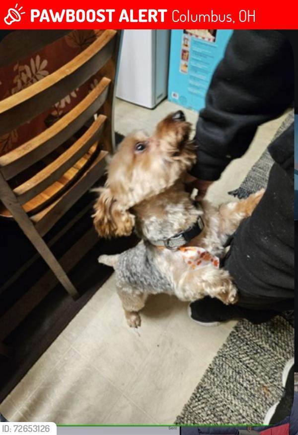 Lost Male Dog last seen Chatterton and Brice rd, Columbus, OH 43232