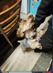 Lost Male Dog last seen Chatterton and Brice rd, Columbus, OH 43232