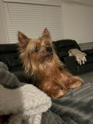 Lost Female Dog last seen Linkwood Ave and Steve’s Rd, Clermont, FL 34711