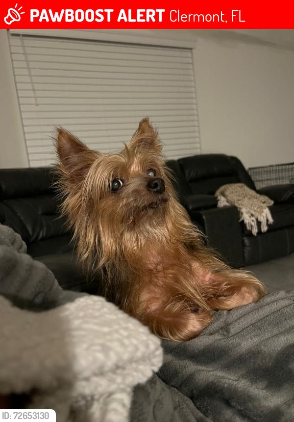 Lost Female Dog last seen Linkwood Ave and Steve’s Rd, Clermont, FL 34711