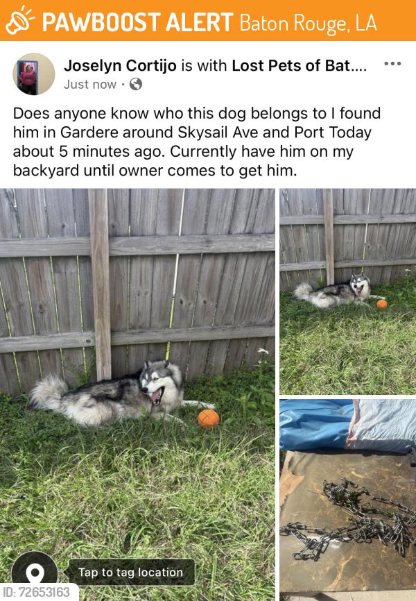 Found/Stray Male Dog last seen Port Dr, Baton Rouge, LA 70820
