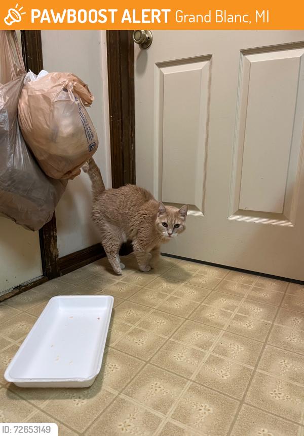 Found/Stray Female Cat last seen behind Ace Hardware Grand bLanc MI, Grand Blanc, MI 48439