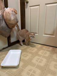 Found/Stray Female Cat last seen behind Ace Hardware Grand bLanc MI, Grand Blanc, MI 48439