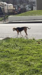 Found/Stray Unknown Dog last seen Spring Street, Neighborhood Walmart, Dalton, GA 30720