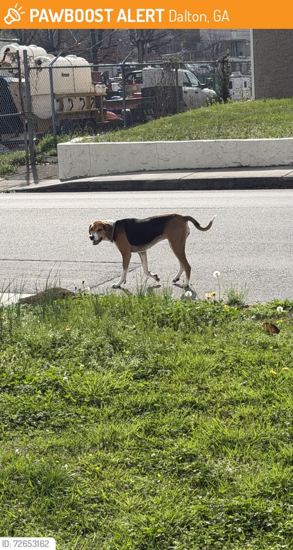 Found/Stray Unknown Dog last seen Spring Street, Neighborhood Walmart, Dalton, GA 30720