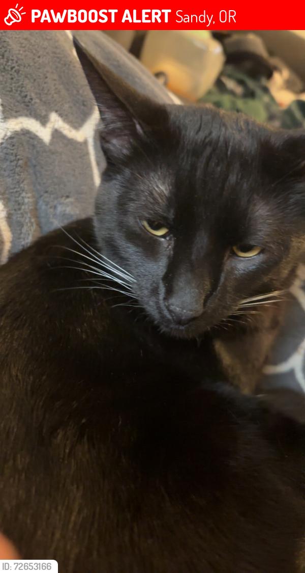 Lost Male Cat last seen Jerger st, Sandy, OR 97055